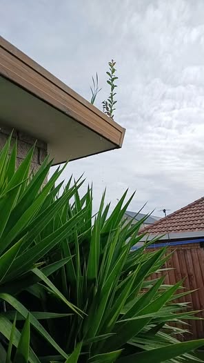 Plants sprouting from a blocked internal gutter — the garden that causes leaks